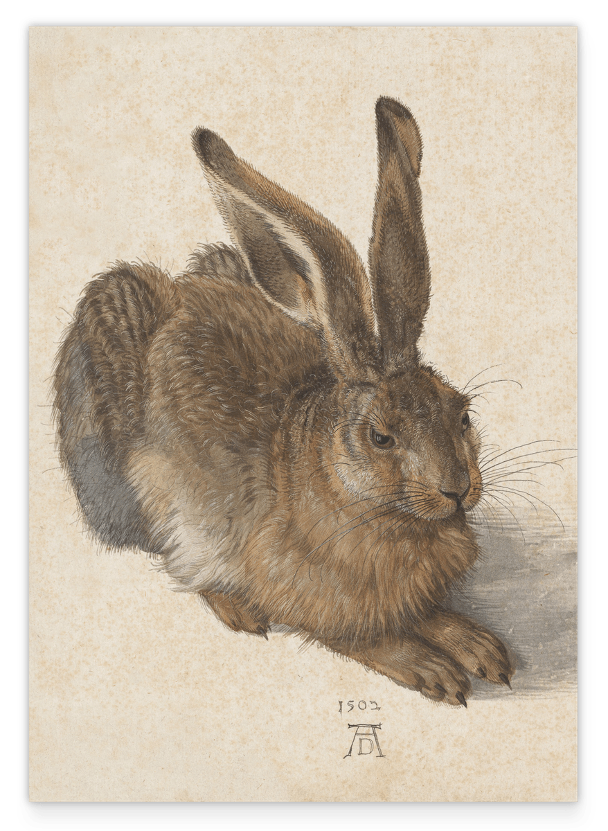 Albrecht Dürer - Young Hare