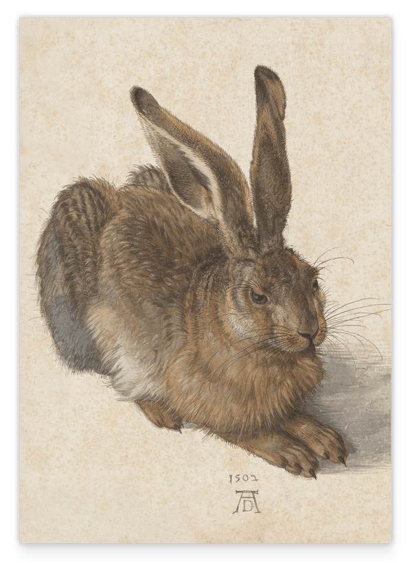 Albrecht Dürer - Feldhase