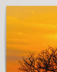 After Hover: Tree in the savanna
