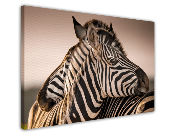 Zebras