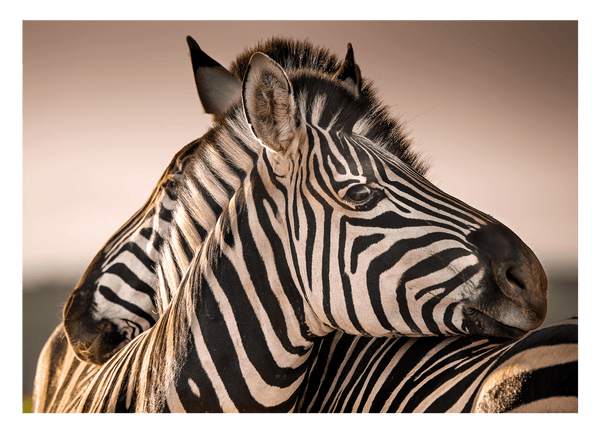 Zebras