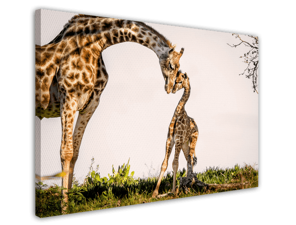 Giraffen-Familie