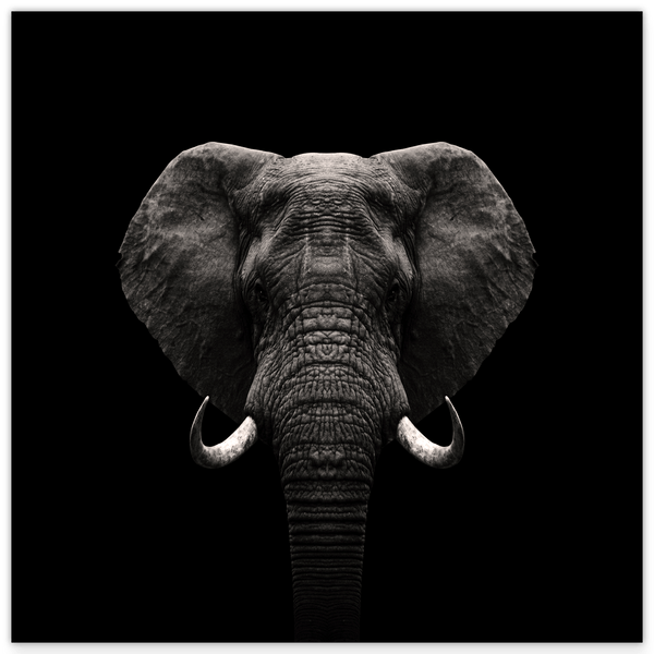 Elefant-Portrait auf schwarzem Hintergrund