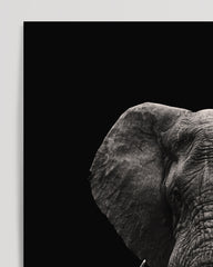 After Hover: Elephant portrait on a black background