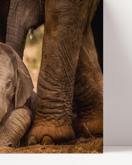 After Hover: Elephant baby