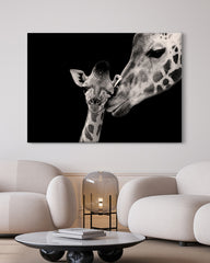 After Hover: Giraffen-Familie auf schwarzem Hintergrund