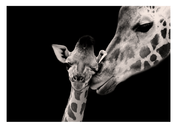 Giraffen-Familie auf schwarzem Hintergrund