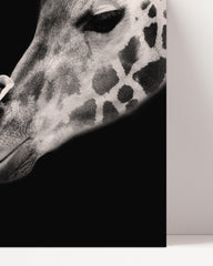 After Hover: Giraffe family on a black background