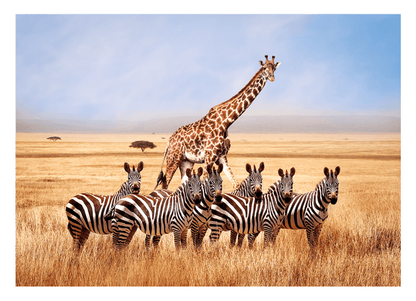 Giraffe und Zebras in der Savanne