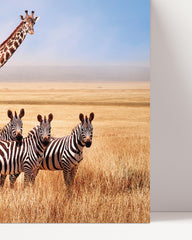 After Hover: Giraffes and zebras in the savanna
