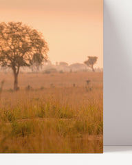 After Hover: Giraffes in the savanna