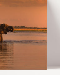 After Hover: Elephants in the lake