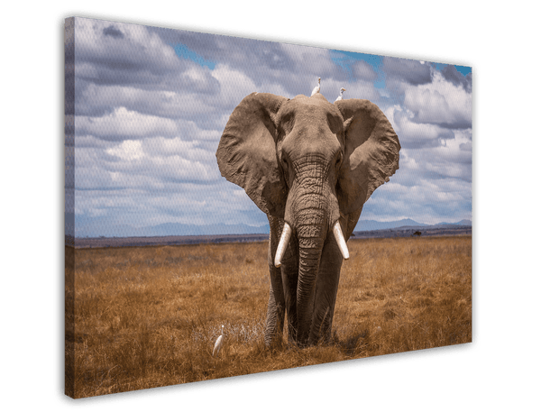 Afrikanischer Elefant