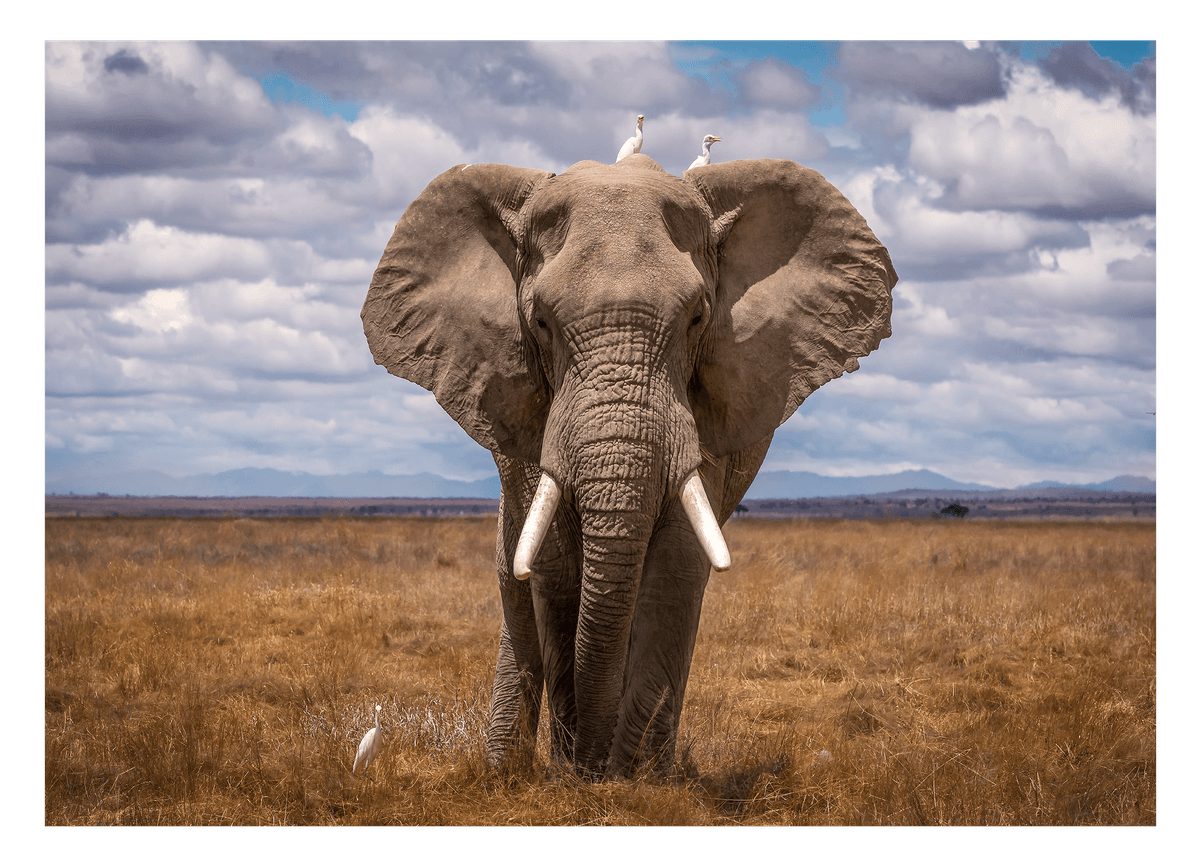 Afrikanischer Elefant