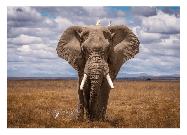 Afrikanischer Elefant