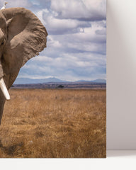 After Hover: African elephant