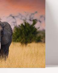 After Hover: Elephant family