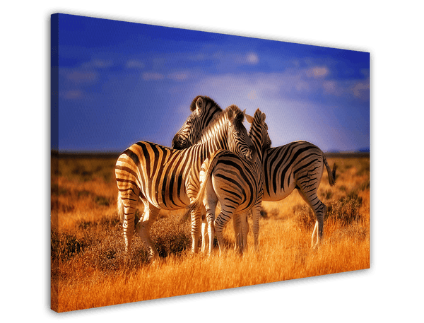 Zebra-Herde