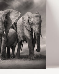 After Hover: Elephant herd in black and white