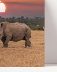 After Hover: Rhinoceros family