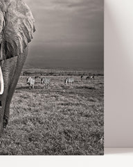 After Hover: Elephant in black and white