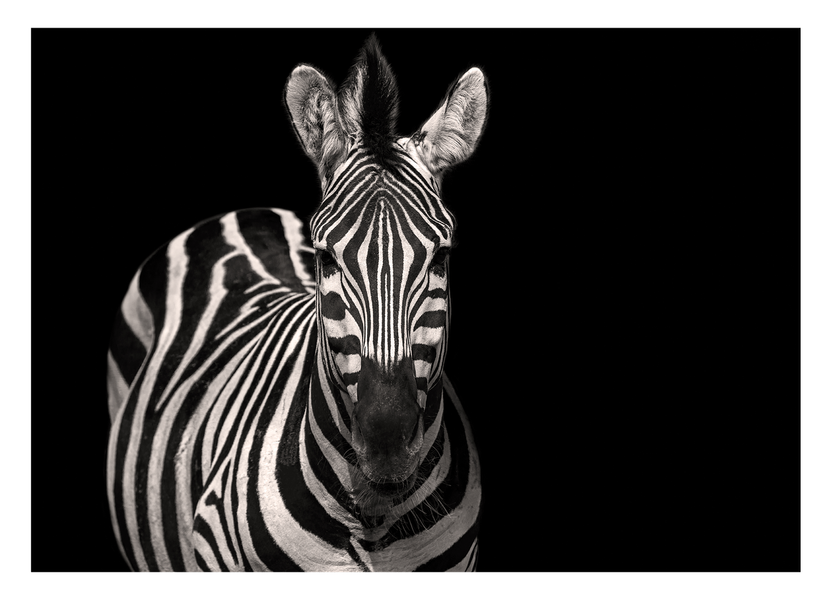 Zebra Tier Fotografie Schwarz-Weiß