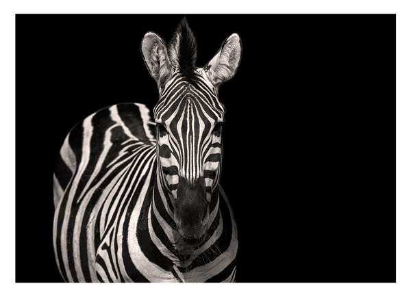 Zebra Tier Fotografie Schwarz-Weiß