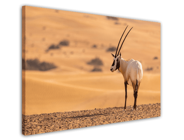 Südafrikanischer Spießbock - Oryx Gazella