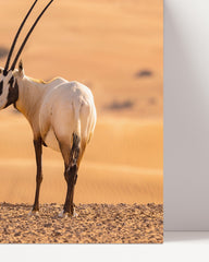 After Hover: South African gemsbok - Oryx Gazella
