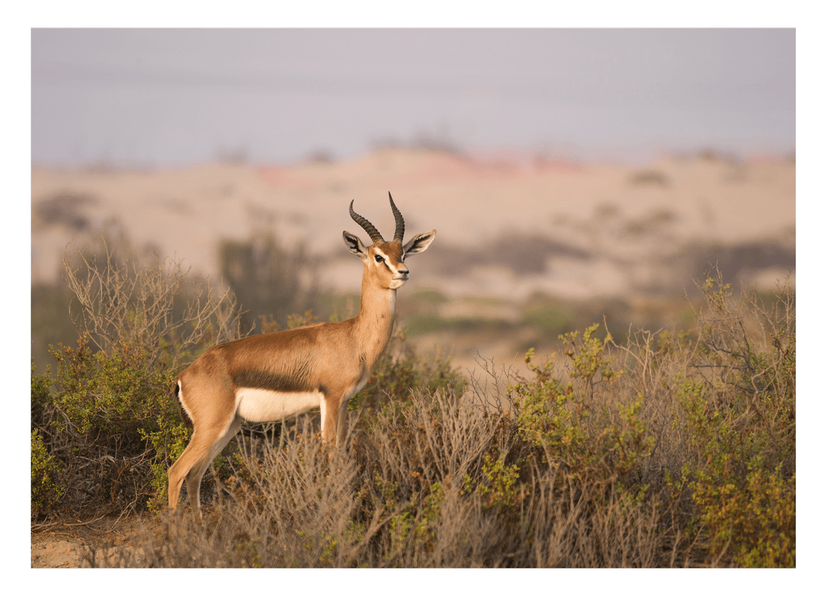 Afrikanische Springbock Antilope