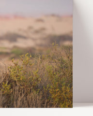 After Hover: African Springbok Antelope