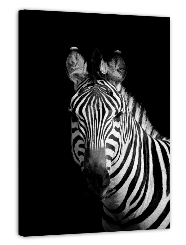Zebra auf schwarzem Hintergrund
