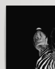 After Hover: Zebra on a black background