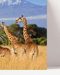 After Hover: Giraffes in the savanna
