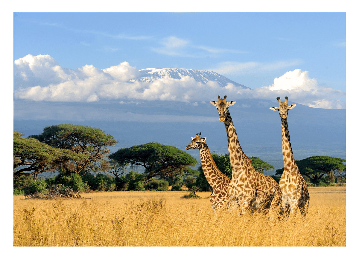 Giraffen in der Savanne