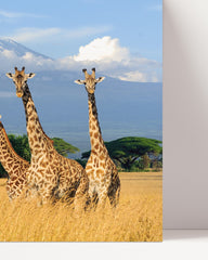 After Hover: Giraffes in the savanna