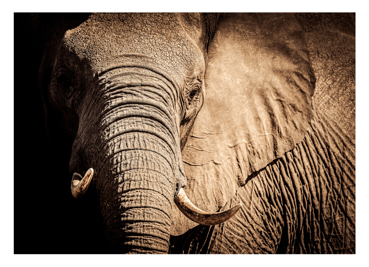 Elefant - Nahaufnahme