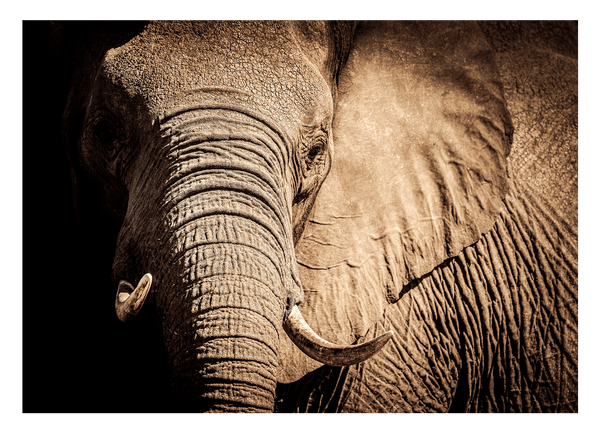 Elefant - Nahaufnahme
