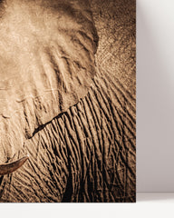 After Hover: Elephant - Close-up