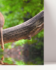 After Hover: Monkeys in the rainforest