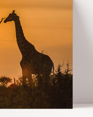 After Hover: Giraffe at sunset