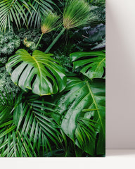 After Hover: Palm leaves in the rainforest