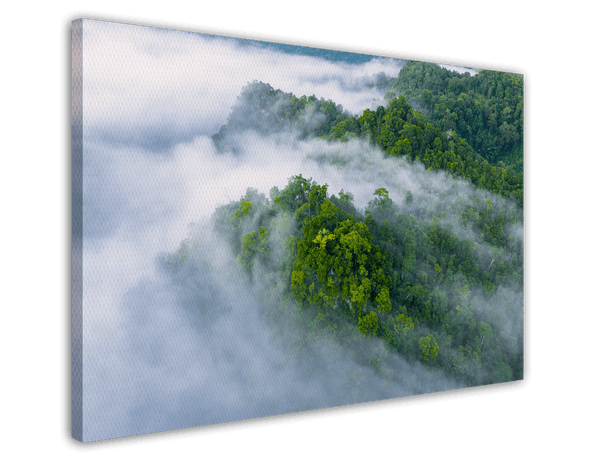 Regenwald im Nebel