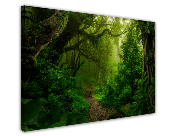 Wanderpfad im Regenwald