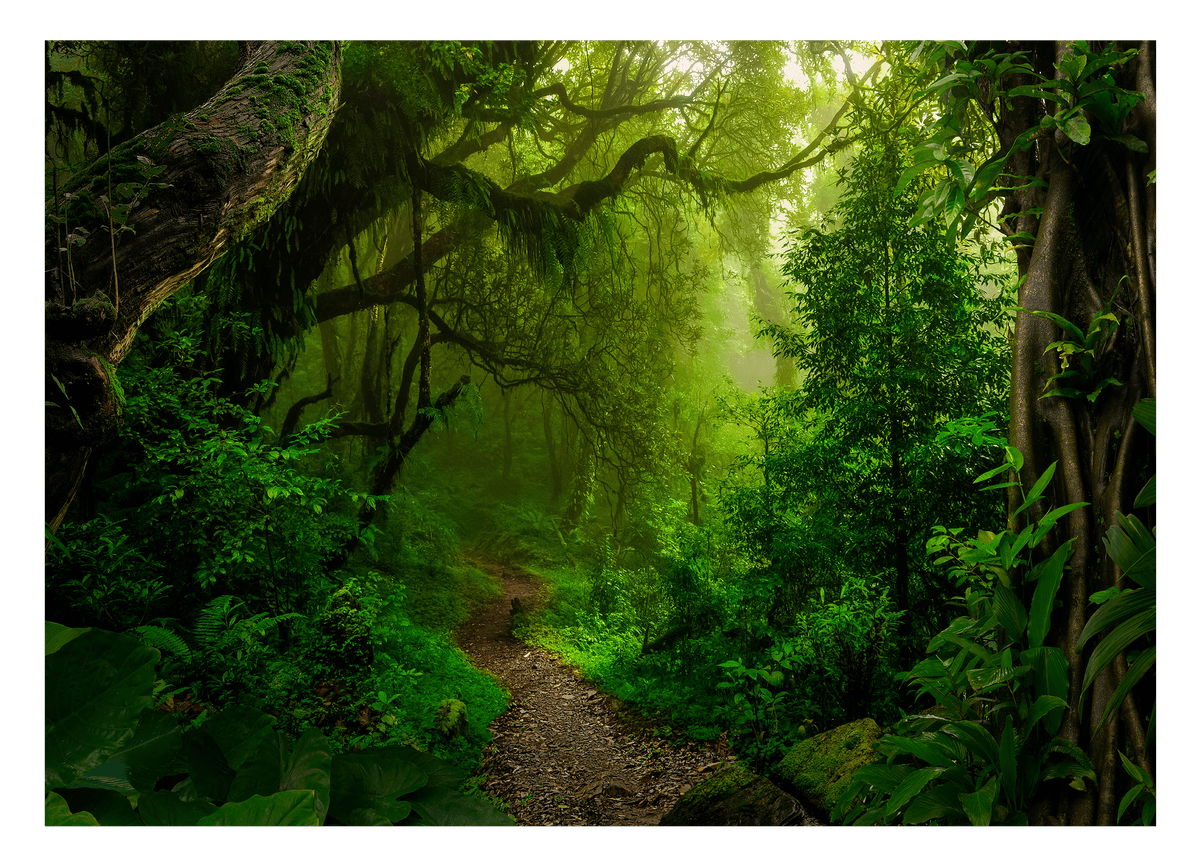 Wanderpfad im Regenwald