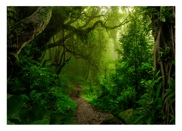 Wanderpfad im Regenwald