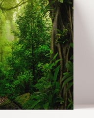 After Hover: Hiking trail in the rainforest