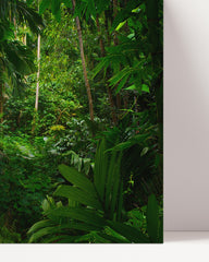 After Hover: Plant diversity in the rainforest
