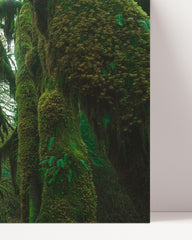 After Hover: Rainforest - Trees with moss in the jungle
