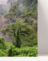After Hover: Asian rainforest
